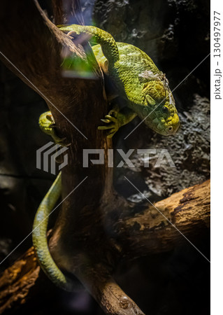 北海道円山動物園のイグアナ 130497977