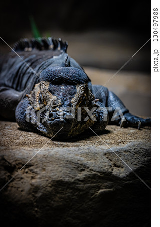 北海道円山動物園のリクイグアナ 130497988