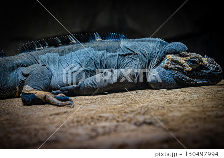 北海道円山動物園のリクイグアナ 130497994