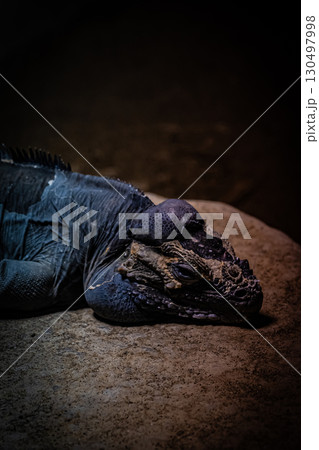 北海道円山動物園のリクイグアナ 130497998