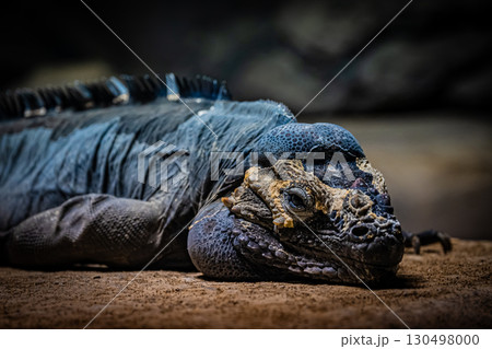 北海道円山動物園のリクイグアナ 130498000