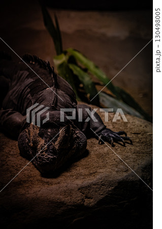 北海道円山動物園のリクイグアナ 130498005