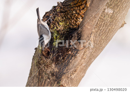 木の幹にとまって樹液を舐めようとしているハシブトガラ 130498020
