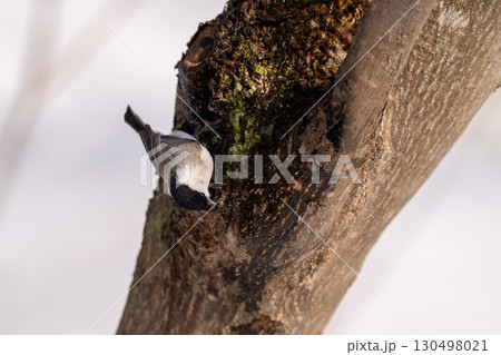 木の幹にとまって樹液を舐めようとしているハシブトガラ 木の幹にとまって樹液を舐めようとしているハシブトガラ 130498021
