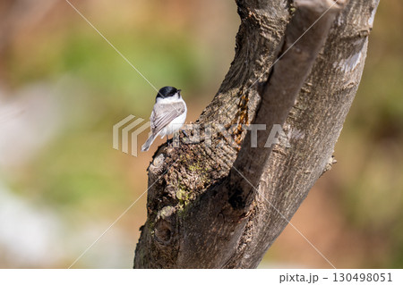 木の幹にとまって餌を探しているハシブトガラ 130498051