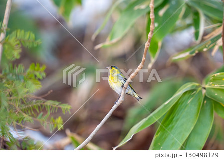 木の枝にとまってあたりの様子を伺っているマヒワ 130498129