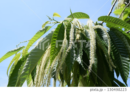 栗の花 白いクリーム色の花 130498223