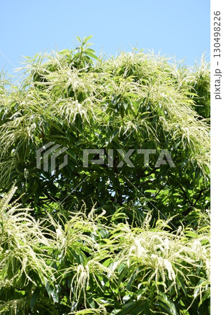 栗の花 白いクリーム色の花 栗の花 白いクリーム色の花 130498226