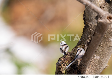 餌を探して動き回っているシマエナガ 130498291