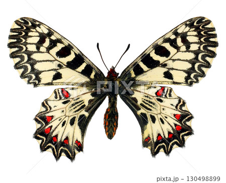 A vibrant Zerynthia polyxena butterfly rests isolated on a white background, illustrating its distinctive patterns of black, red, and cream colors that highlight its beauty and elegance. A vibrant Zerynthia polyxena butterfly rests isolated on a white background, illustrating its distinctive patterns of black, red, and cream colors that highlight its beauty and elegance. 130498899