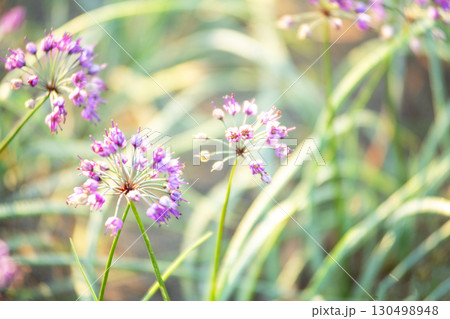 ラッキョウの花　鳥取県北栄町 130498948