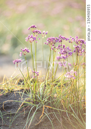 ラッキョウの花　鳥取県北栄町 130498955