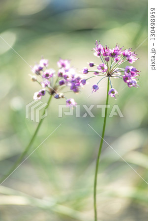 ラッキョウの花　鳥取県北栄町 130498959