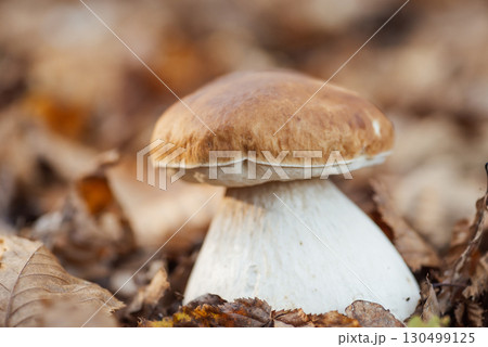 A close up shot of the king of edible mushroom - Boletus edulis, porcini. Cep with a brown cap and thick stem found in autumn forest A close up shot of the king of edible mushroom - Boletus edulis, porcini. Cep with a brown cap and thick stem found in autumn forest 130499125
