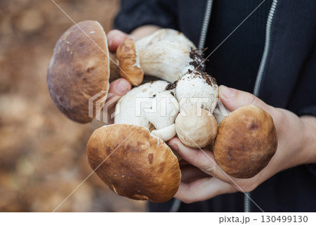 Cep white boletus mushrooms in hands of mushroom picker in forest. Harvest of edible mushrooms found in autumn wood, close up shot Cep white boletus mushrooms in hands of mushroom picker in forest. Harvest of edible mushrooms found in autumn wood, close up shot 130499130