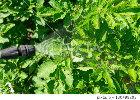 Spraying potato plants against potato beetles with pesticides. Harmful beetles eating potato plants Spraying potato plants against potato beetles with pesticides. Harmful beetles eating potato plants 130499205
