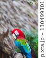 A close-up of colorful macaw bird face at a zoo with a browm background 130499301