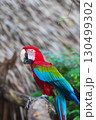 A close-up of colorful macaw bird face at a zoo with a browm background 130499302