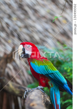 A close-up of colorful macaw bird face at a zoo with a browm background A close-up of colorful macaw bird face at a zoo with a browm background 130499302