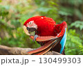 A close-up of colorful macaw bird face at a zoo with a green background 130499303