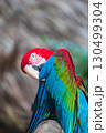 A close-up of colorful macaw bird face at a zoo with a browm background 130499304