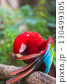 A close-up of colorful macaw bird face at a zoo with a green background 130499305