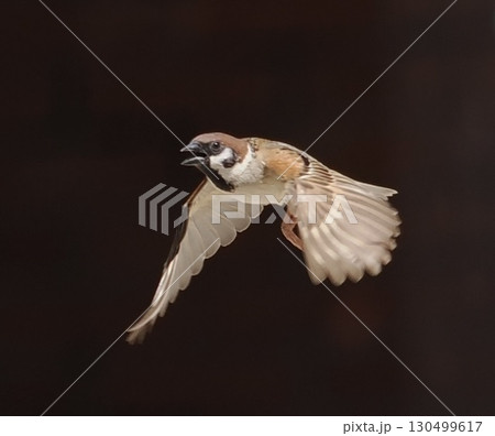 飛ぶスズメ 130499617