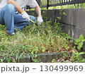 鎌を持って庭の草刈りをする男性 130499969