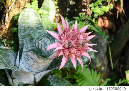 エクメア・ファスキアタ　Silver Vase 130500040