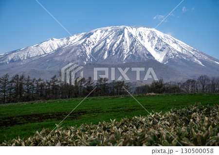 岩手県/ 残雪の白と緑と青空のコントラストが美しい春の岩手山 岩手県/ 残雪の白と緑と青空のコントラストが美しい春の岩手山 130500058