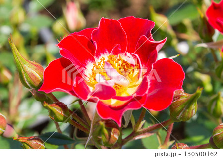 バラ（つるリトル・アーティスト） 130500162