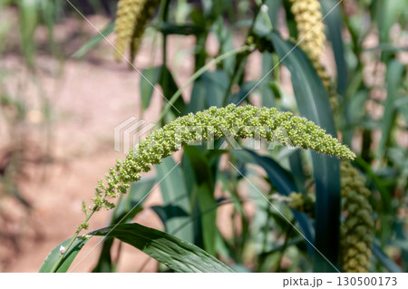 五穀の一つアワ【イネ科エノコログサ属】多年草 130500173