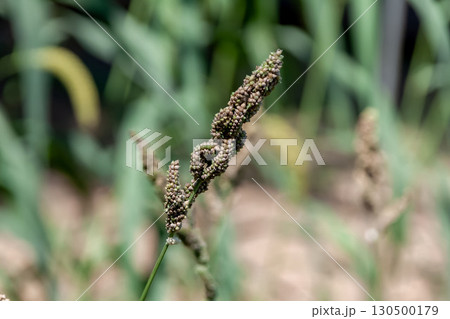 ヒエの熟した穂【イネ科ヒエ属】多年草 ヒエの熟した穂【イネ科ヒエ属】多年草 130500179