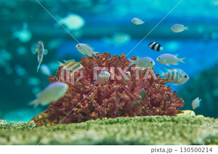 神戸須磨シーワールドのサンゴ礁、色とりどりの魚たちが泳ぐ水中世界 神戸須磨シーワールドのサンゴ礁、色とりどりの魚たちが泳ぐ水中世界 130500214