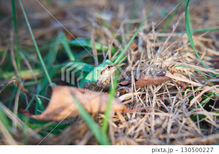 草むらに潜むアマガエル、瑞々しい緑と茶色のコントラスト 130500227