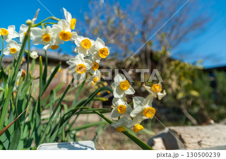 やきもの散歩道のスイセン 130500239