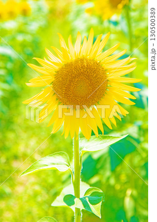 家の周りの草花 四季の色々 農園の花畑に美しい大輪のヒマワリの花が青空に向かって咲いています 家の周りの草花 四季の色々 農園の花畑に美しい大輪のヒマワリの花が青空に向かって咲いています 130500389