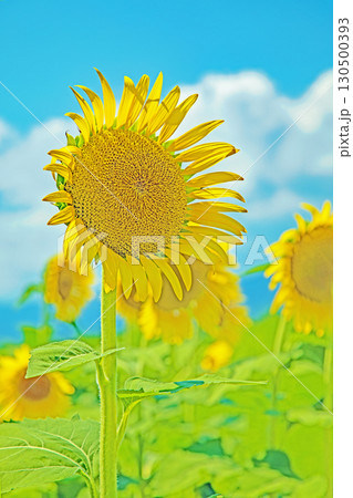 家の周りの草花　四季の色々　農園の花畑に美しい大輪のヒマワリの花が青空に向かって咲いています 130500393