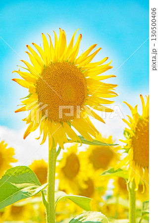 家の周りの草花 四季の色々 農園の花畑に美しい大輪のヒマワリの花が青空に向かって咲いています 家の周りの草花 四季の色々 農園の花畑に美しい大輪のヒマワリの花が青空に向かって咲いています 130500406