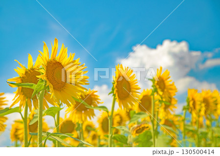 家の周りの草花　四季の色々　農園の花畑に美しい大輪のヒマワリの花が青空に向かって咲いています 130500414
