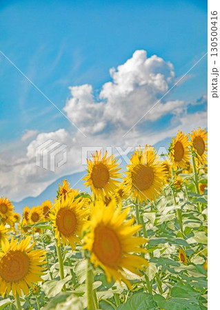 家の周りの草花　四季の色々　農園の花畑に美しい大輪のヒマワリの花が青空に向かって咲いています 130500416