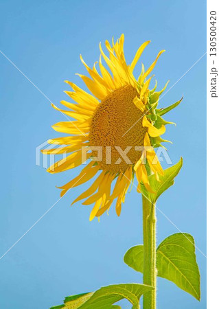家の周りの草花　四季の色々　農園の花畑に美しい大輪のヒマワリの花が青空に向かって咲いています 130500420