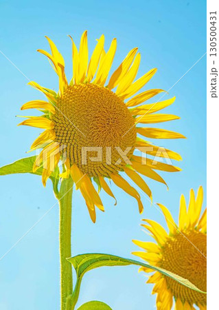 家の周りの草花　四季の色々　農園の花畑に美しい大輪のヒマワリの花が青空に向かって咲いています 130500431