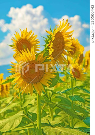 家の周りの草花 四季の色々 農園の花畑に美しい大輪のヒマワリの花が青空に向かって咲いています 家の周りの草花 四季の色々 農園の花畑に美しい大輪のヒマワリの花が青空に向かって咲いています 130500442