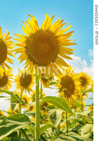 家の周りの草花 四季の色々 農園の花畑に美しい大輪のヒマワリの花が青空に向かって咲いています 家の周りの草花 四季の色々 農園の花畑に美しい大輪のヒマワリの花が青空に向かって咲いています 130500448