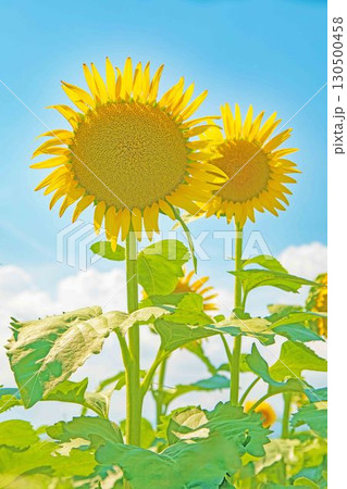 家の周りの草花 四季の色々 農園の花畑に美しい大輪のヒマワリの花が青空に向かって咲いています 家の周りの草花 四季の色々 農園の花畑に美しい大輪のヒマワリの花が青空に向かって咲いています 130500458