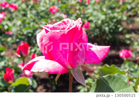 バラ（芳純） 130500515