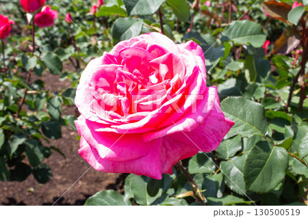 バラ（芳純） 130500519