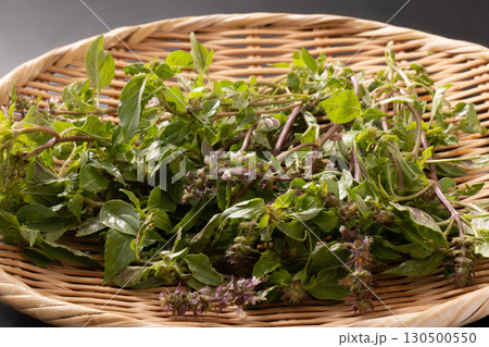 ホーリーバジル 130500550