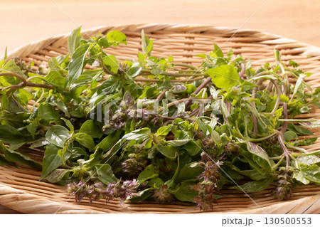 ホーリーバジル 130500553